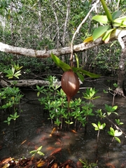 Pelliciera rhizophorae