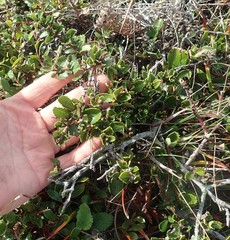 Ceanothus gloriosus gloriosus