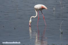 Phoenicopterus roseus