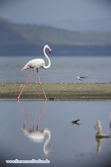 Phoenicopterus roseus