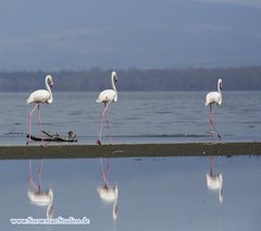 Phoenicopterus roseus