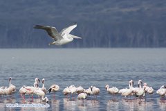 Pelecanus rufescens