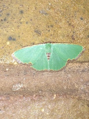 Heterorachis devocata