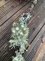 Usnea florida