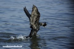 Microcarbo africanus