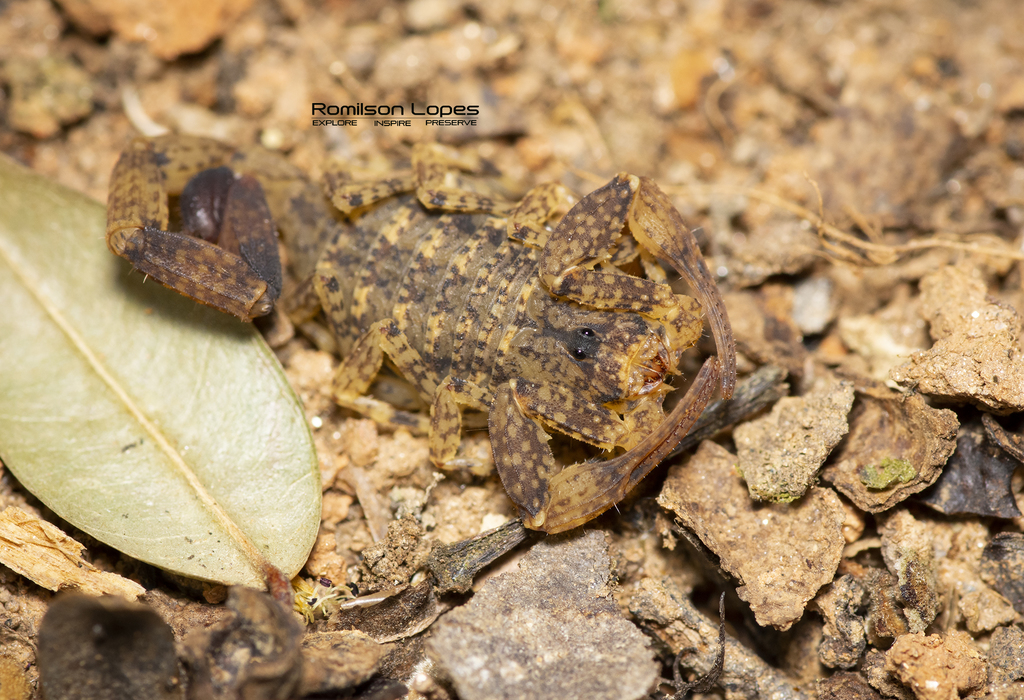 Tityus maranhensis