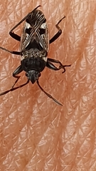 Caprochromus moerens