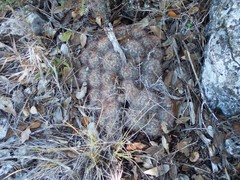 Mammillaria prolifera