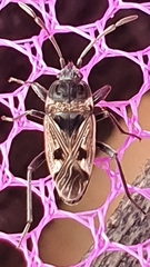 Caprochromus moerens