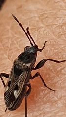 Caprochromus moerens