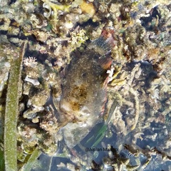 Cheilinus chlorourus