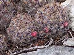 Mammillaria prolifera