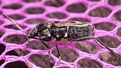 Caprochromus moerens