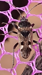 Caprochromus moerens