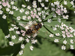 Eristalis pertinax