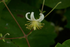 Clematis grata