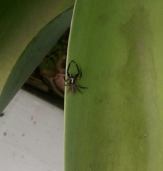 Asaphobelis physonychus
