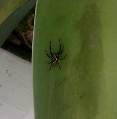 Asaphobelis physonychus