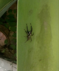 Asaphobelis physonychus