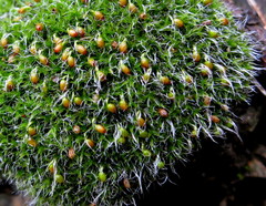 Grimmia orbicularis