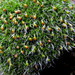 Grimmia orbicularis - Photo (c) emilio2020, algunos derechos reservados (CC BY-NC), subido por emilio2020