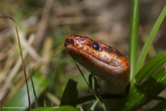 Pseudoxyrhopus tritaeniatus