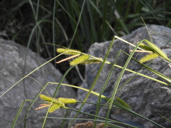 Carex polysticha
