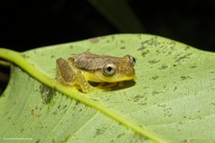 Heterixalus betsileo