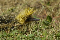 Hemicentetes semispinosus