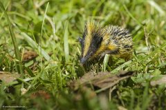 Hemicentetes semispinosus