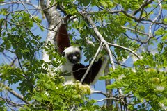 Propithecus coquereli