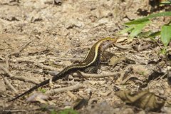 Zonosaurus laticaudatus