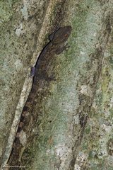 Blaesodactylus