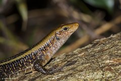 Zonosaurus laticaudatus