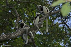 Propithecus coquereli