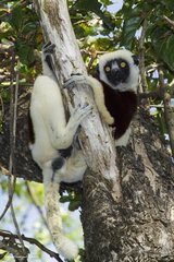 Propithecus coquereli