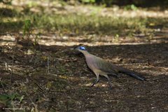 Coua ruficeps