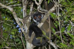 Mongoose Lemur photo 4