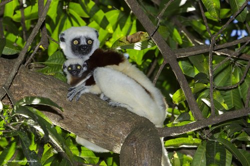 Coquerel's Sifaka