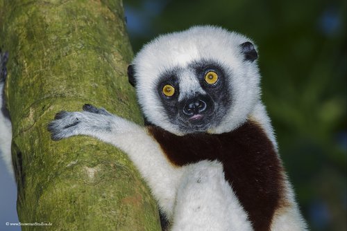 Coquerel's Sifaka