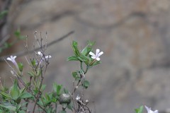 Dyschoriste setigera