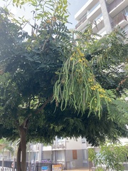 Senna siamea