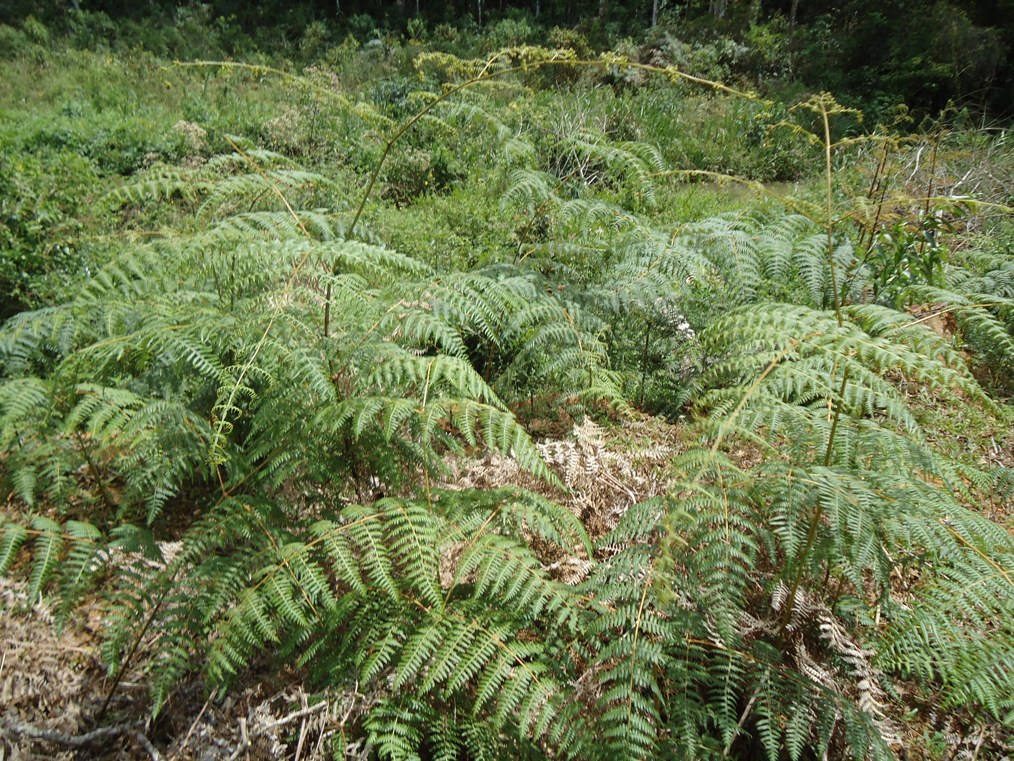 Pteridium arachnoideum