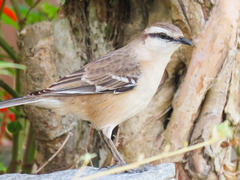 Mimus saturninus