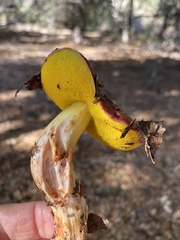 Aureoboletus flaviporus