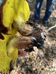 Aureoboletus flaviporus