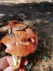 Aureoboletus flaviporus