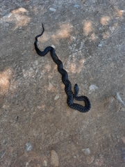 Amplorhinus multimaculatus