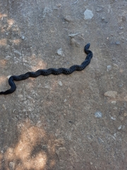 Amplorhinus multimaculatus