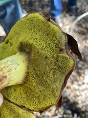 Aureoboletus flaviporus